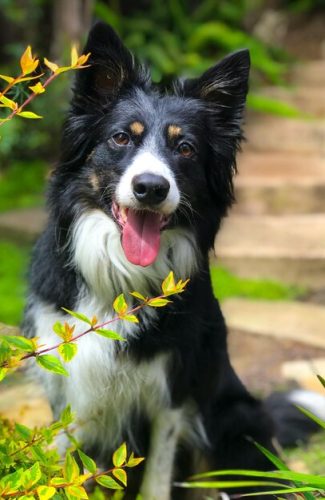 close-up-portrait-dog_1048944-28164402
