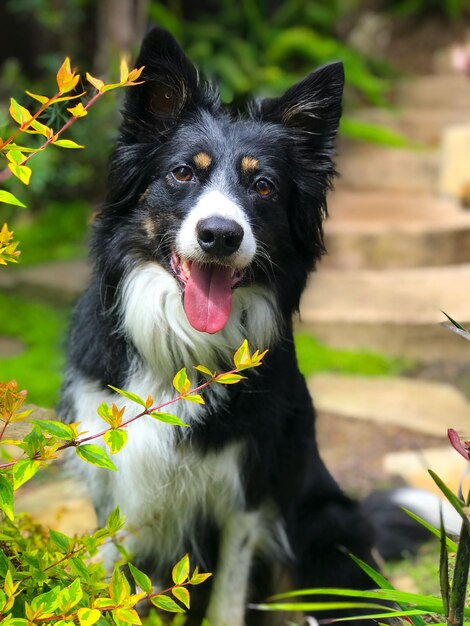 close-up-portrait-dog_1048944-28164402