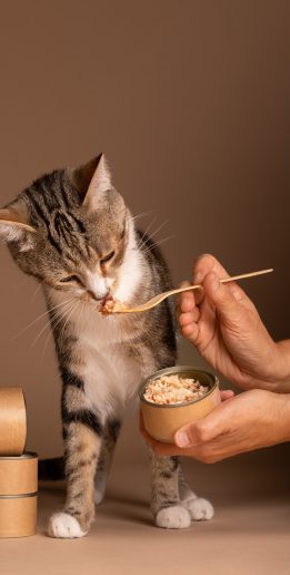 view-cat-eating-food-from-bowl_23-2150798747